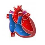 A função do músculo cardíaco 