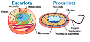 Células Procariotas e Eucariotas