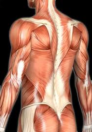Curiosidades sobre o Sistema Muscular