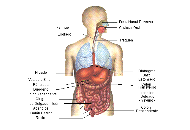 Diagrama do Corpo Humano 