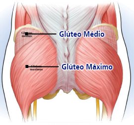 Os Músculos Glúteos